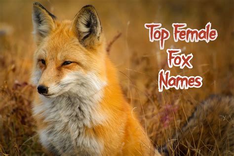 cute fox names female|pretty female fox names.